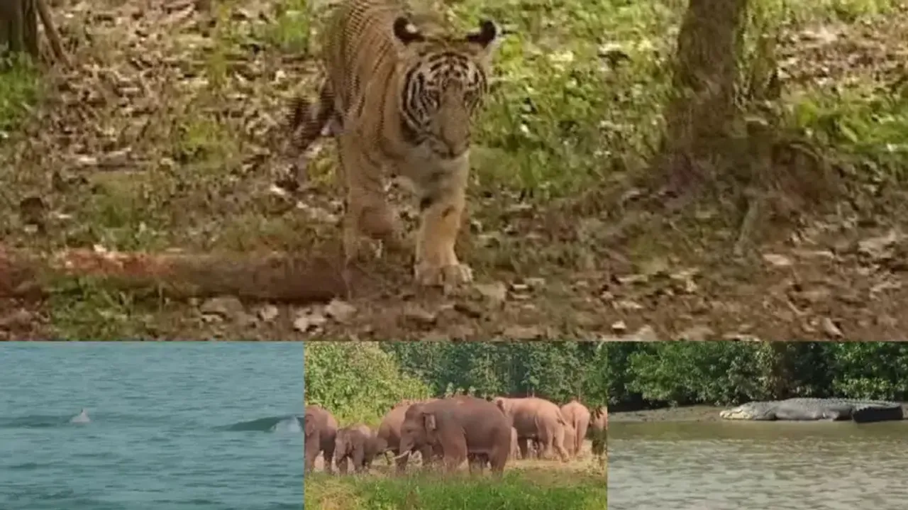 Odisha Wildlife