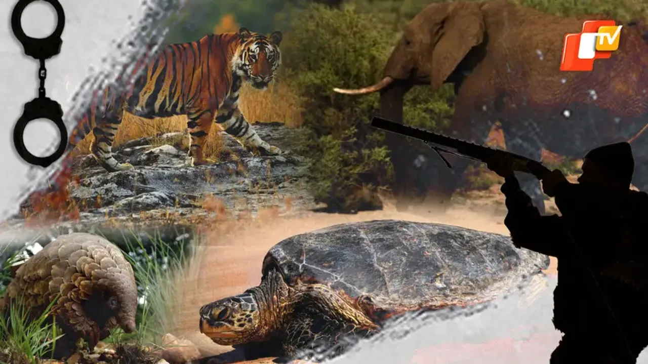 Illegal Wildlife trade in Odisha: A sneak peek into STF’s track record of crackdown and conviction