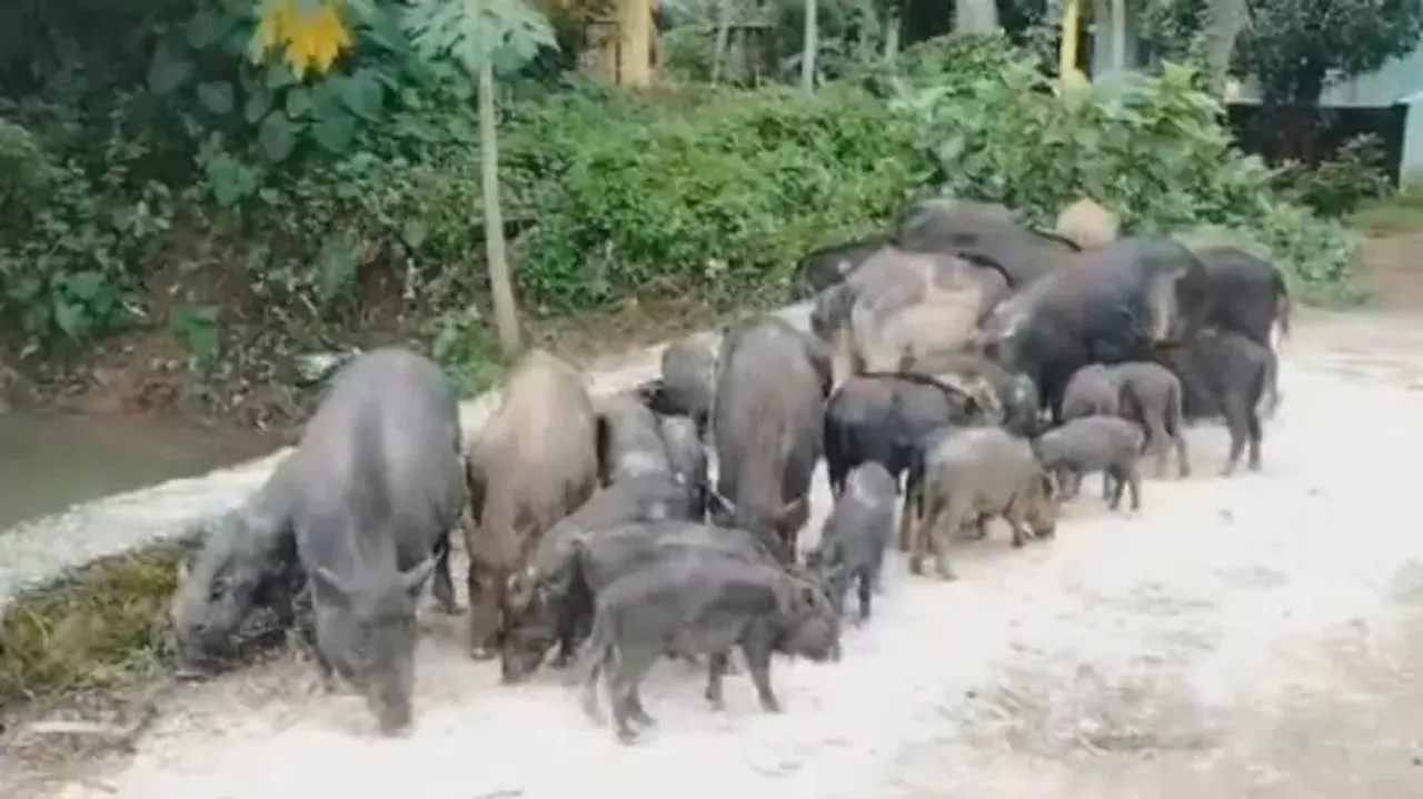 Pigs feed on ‘Arpan Rice’! Outrage erupts over inaction