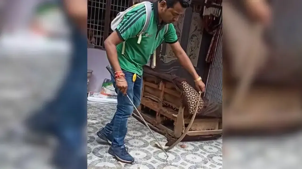 3-ft long Cobra found inside sofa; close shave for family in Odisha’s Bargarh