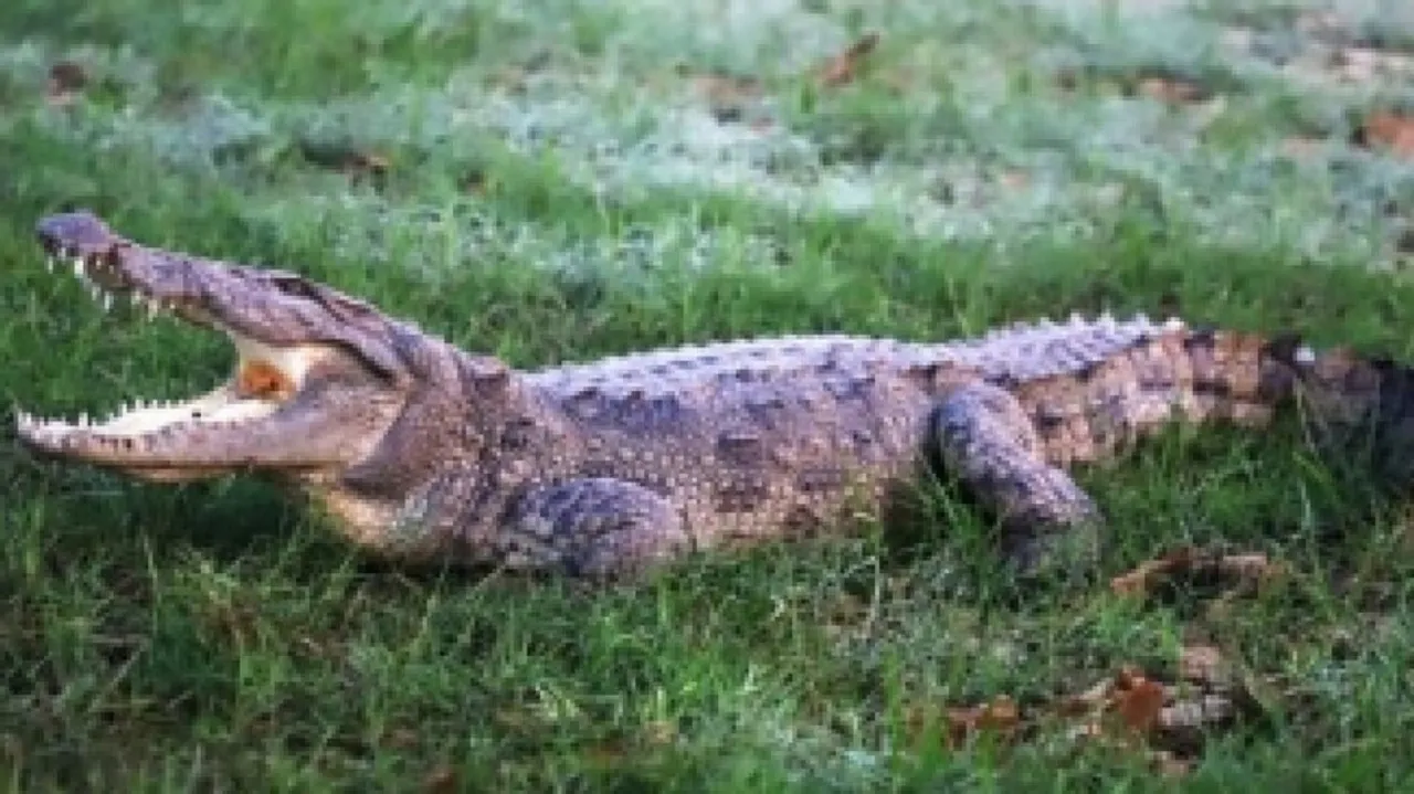 Census reveals fall in crocodile population in Satkosia, raises concern