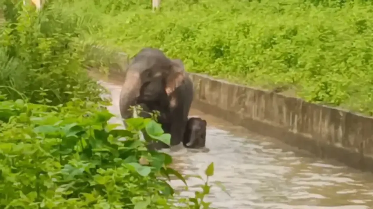 Elephants stuck in canal in Dhenkanal
