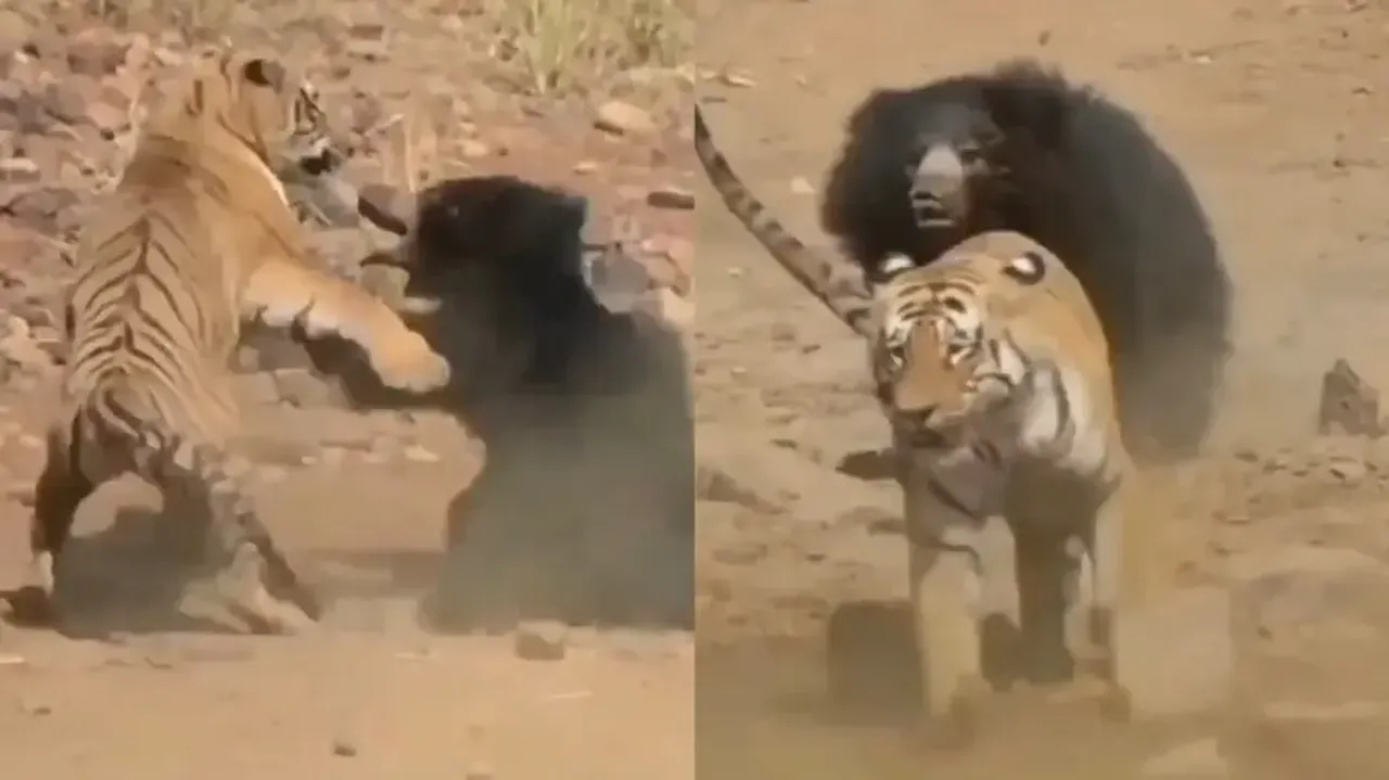 The Jungle Book! Royal Bengal Tiger engaged in a brutal fight with Sloth Bear, watch who wins