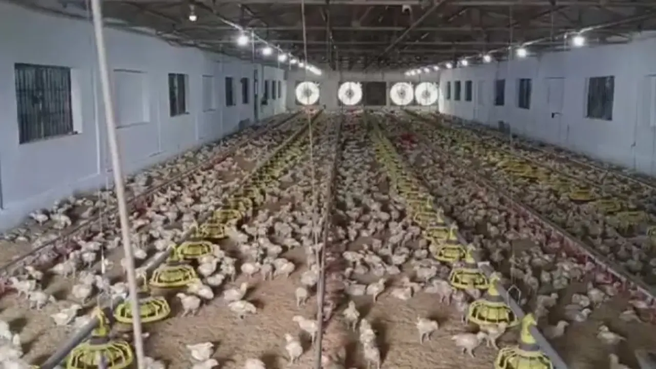 Bird flu outbreak suspected in Kendrapara