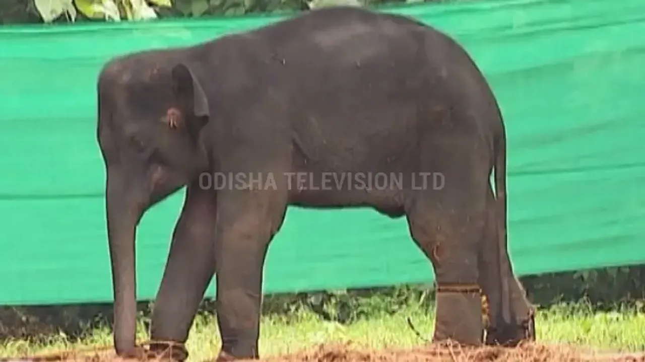 Elephant calf death in Odisha: Palm found stuck in throat