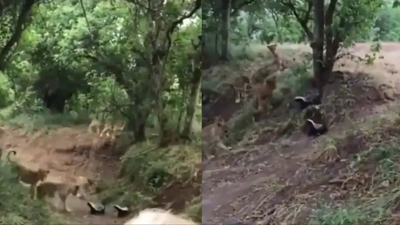 Honey Badgers vs Pride of Lions: Who wins the 'fierce fight,' Watch