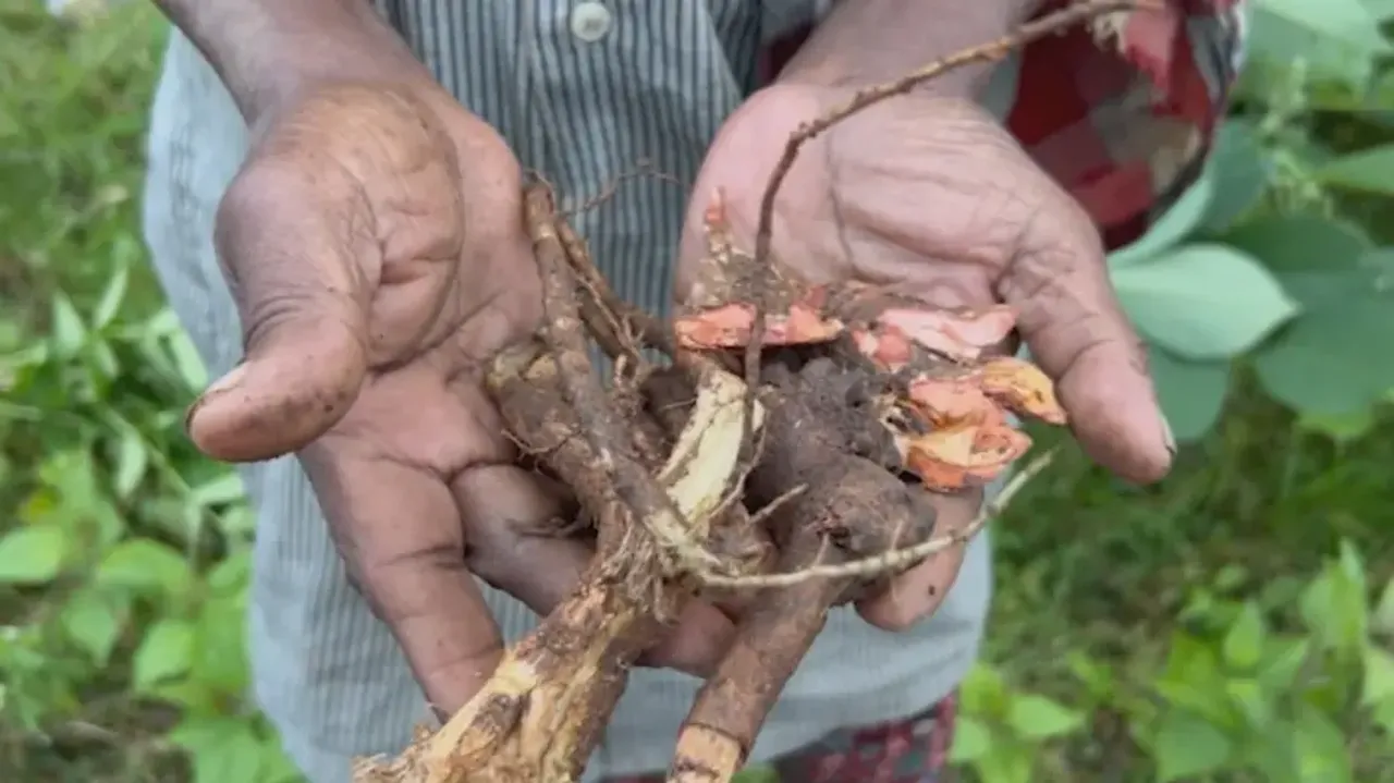Plant root mixed with the liquor 
