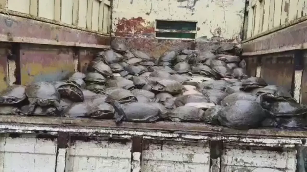 500 live turtles rescued in Odisha 