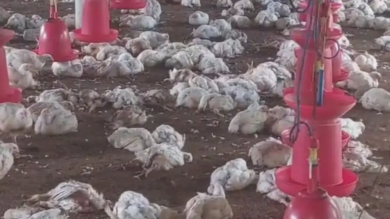 Mass poultry death in Kendrapara