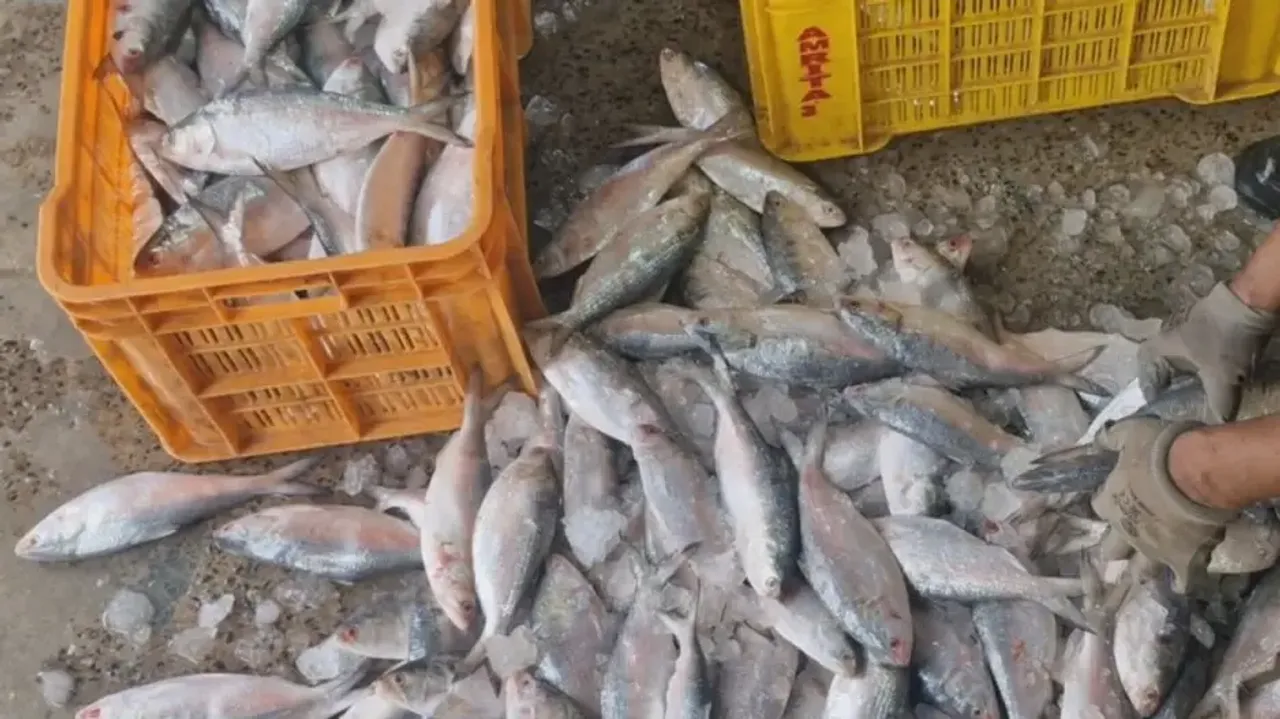 Abundant Hilsa fish catch