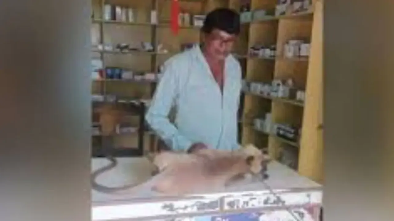 Injured monkey seeks treatment in medicine shop