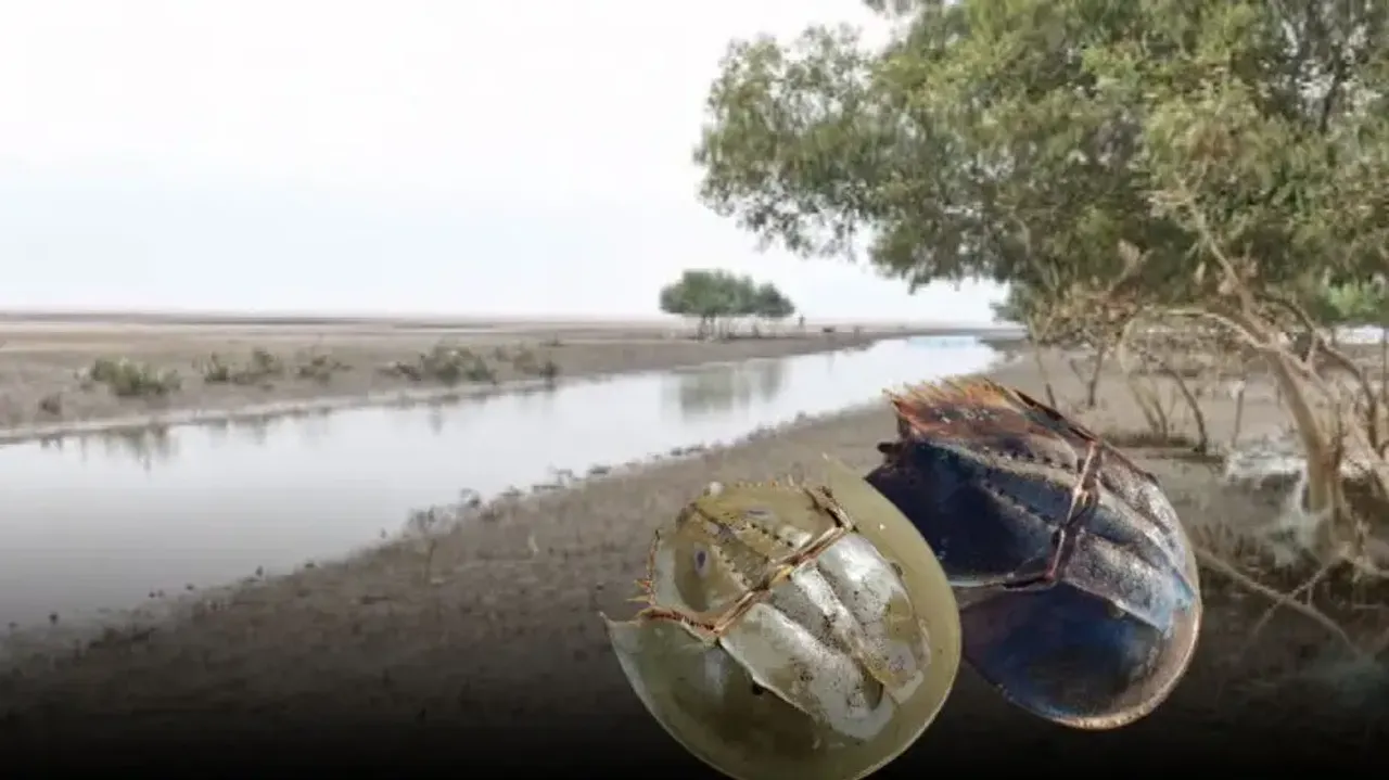 450-million-year-old horseshoe crabs being pushed to the brink of extinction in Odisha