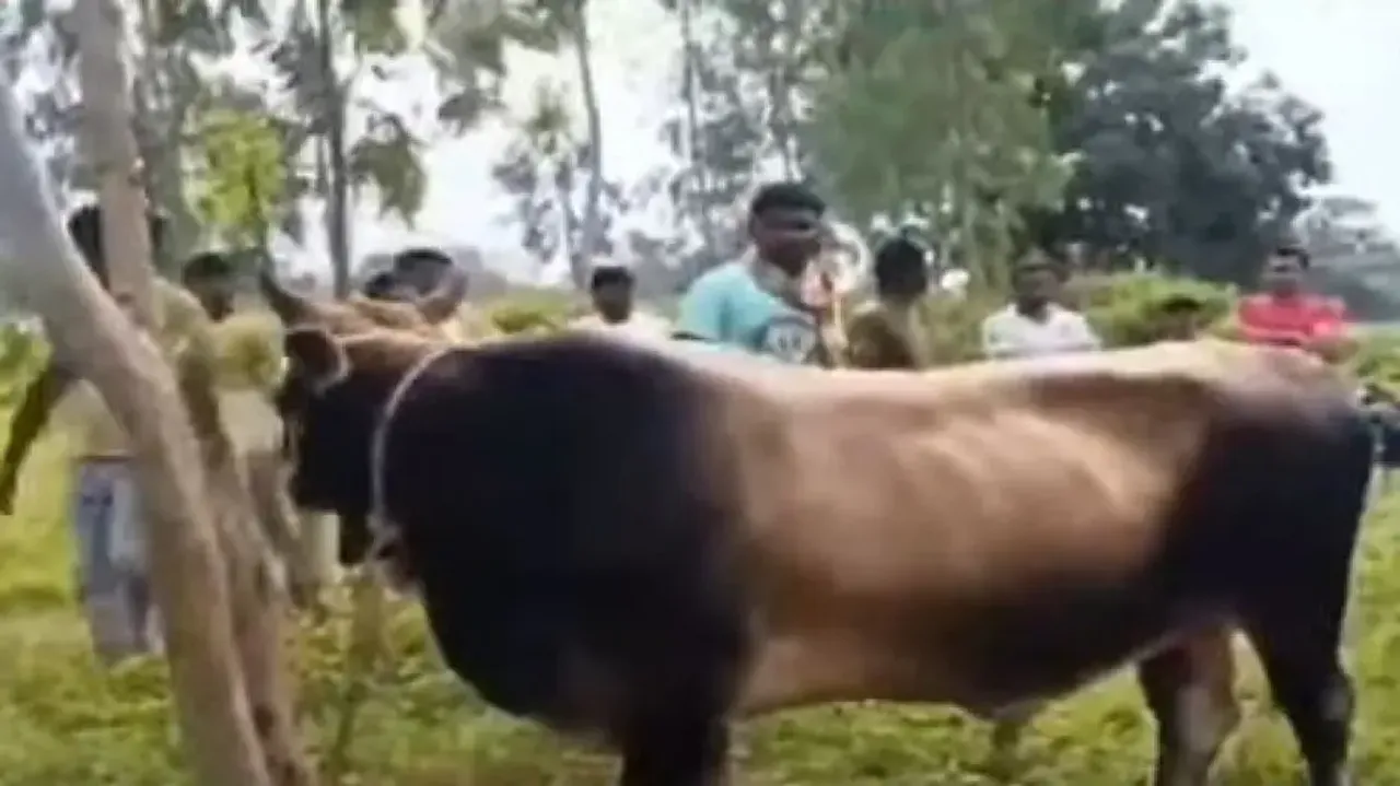 Angry farmer detains bull for 7 days for eating his harvest-ready maize crop in Odisha