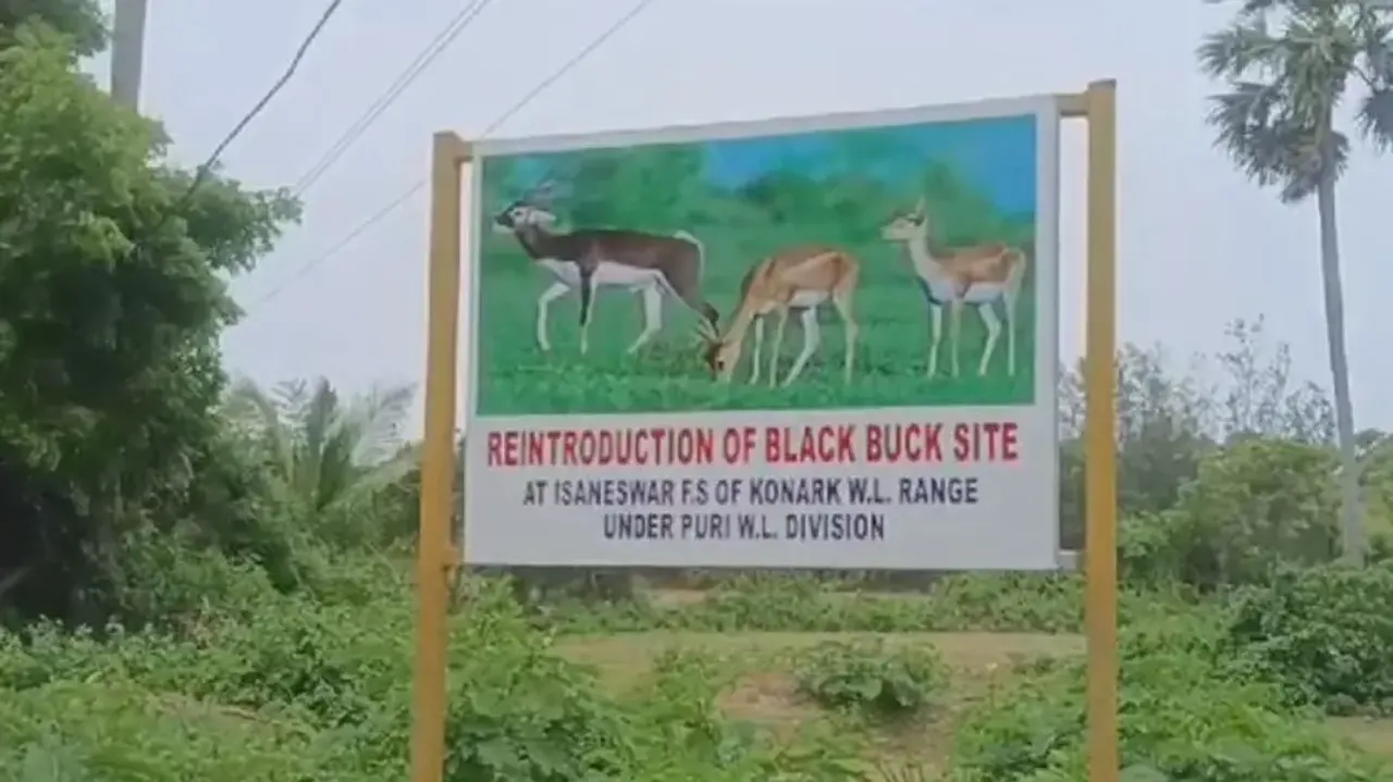 Balukhand-Konark Wildlife Sanctuary gets 13 Blackbucks from Nandankanan Zoo
