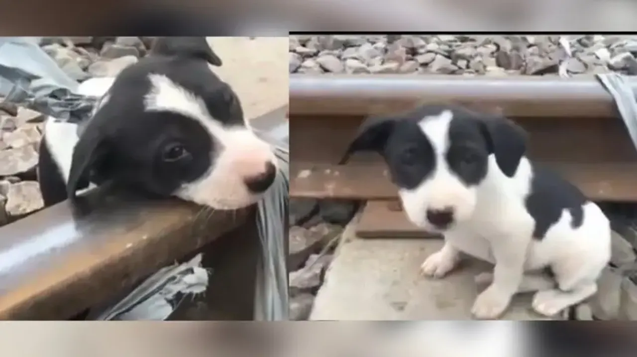 Puppy barbarically tied to railway track and left to die! Little one is all smiles after rescued