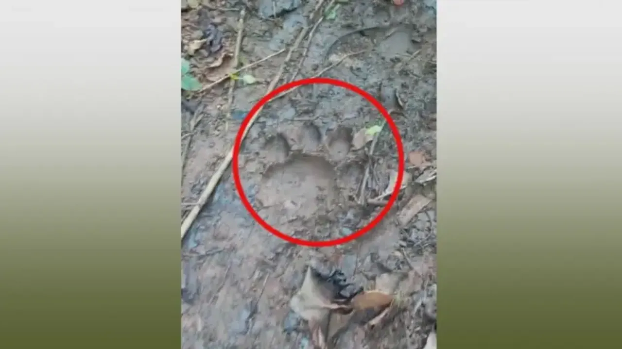 Pugmarks of ‘tiger’ found in Khordha forest