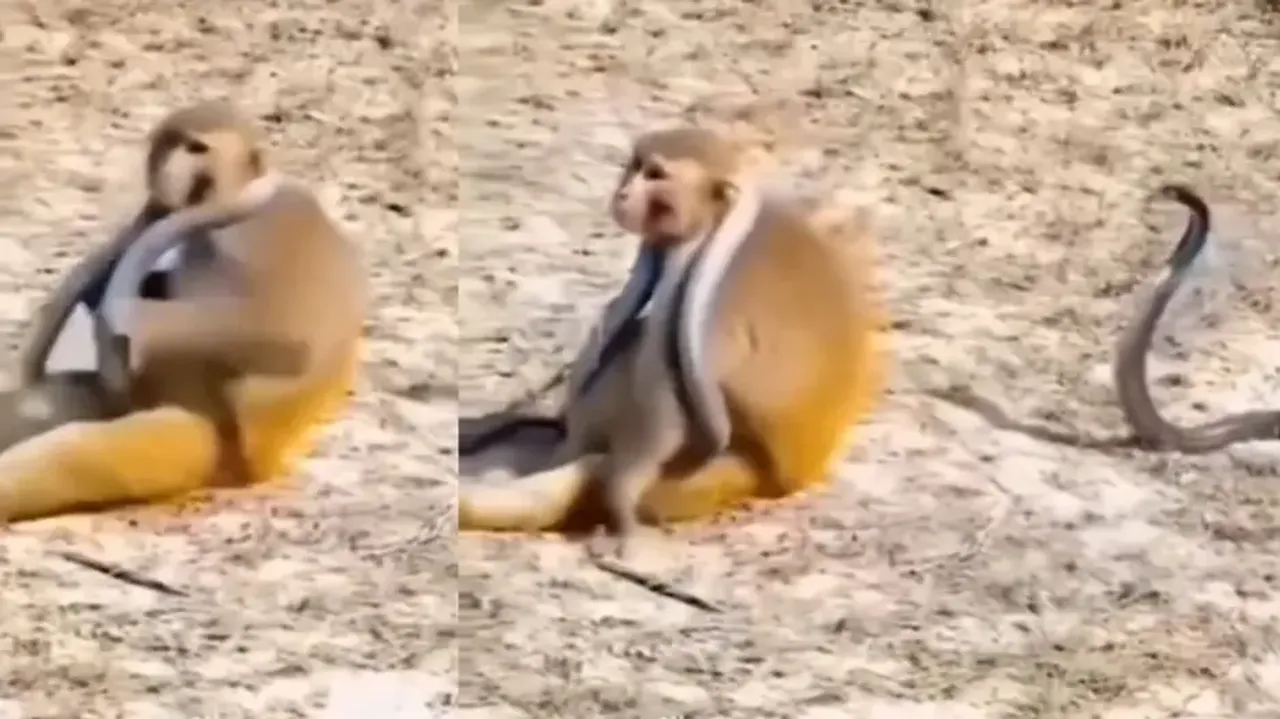 Daredevil monkey picks Cobra and puts it on its neck, watch what happens next