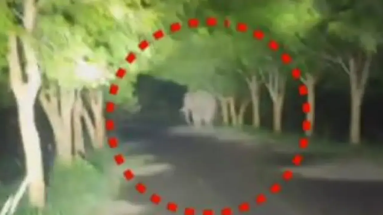 Tusker kills 4 people in three days in Odisha’s Mayurbhanj