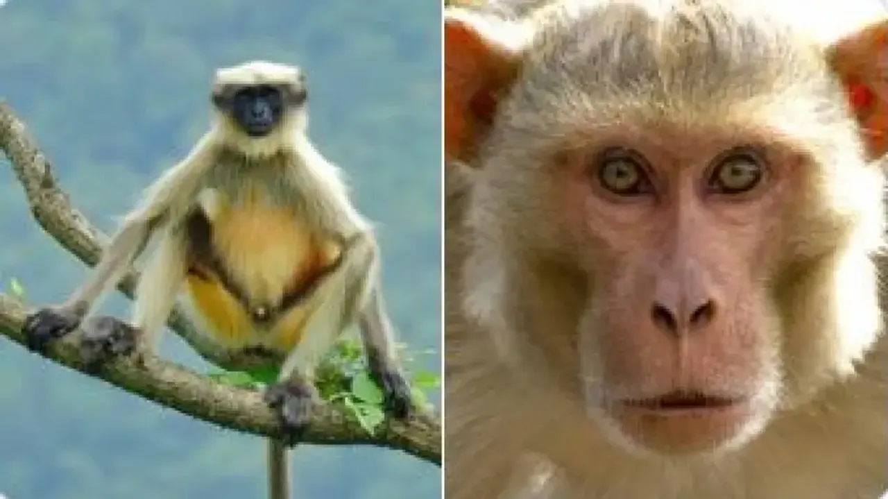  Langurs hired for Kanpur Test