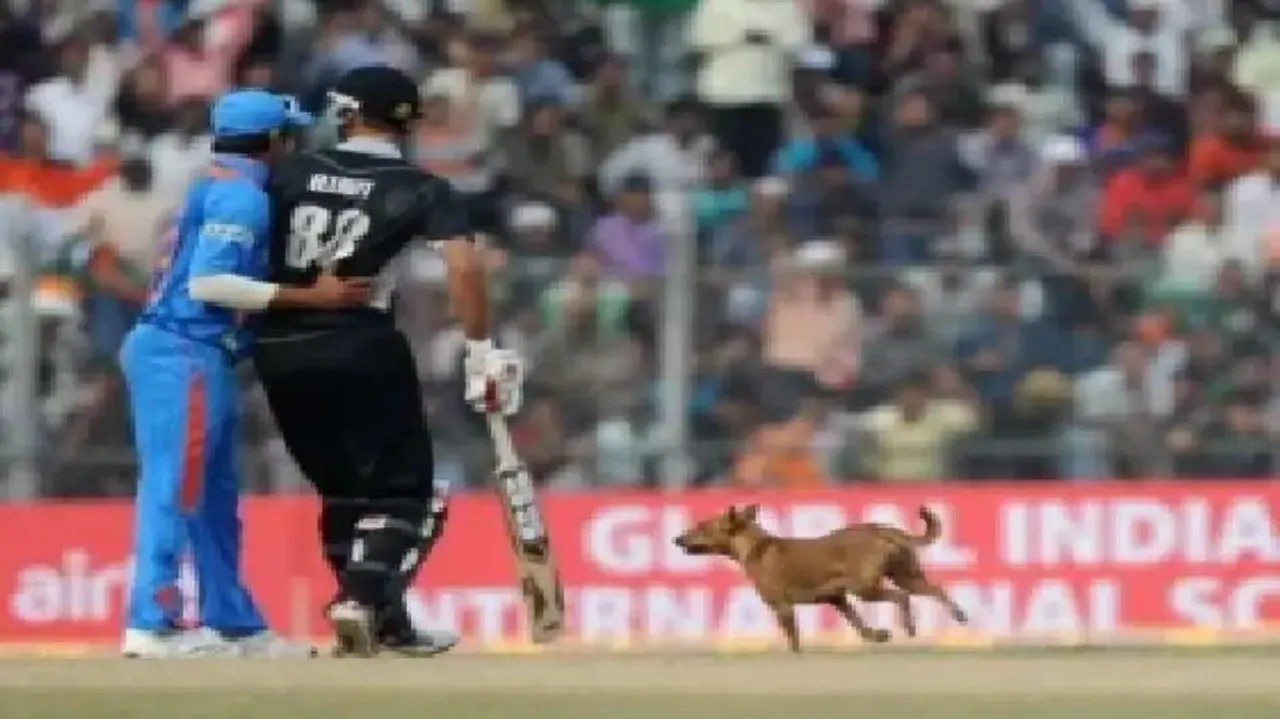 When a stray dog halted game for some time