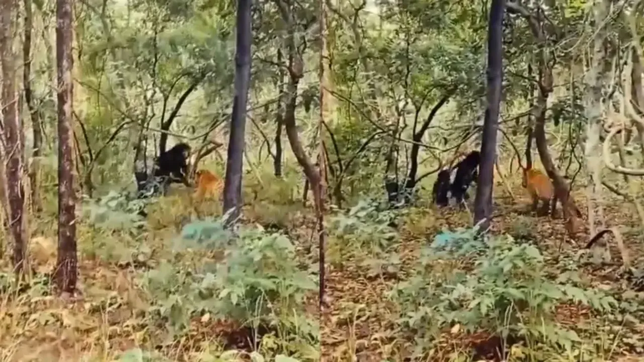 Clash of jungle giants: Mother Bear confronts Royal Bengal Tiger for the sake of her cub, watch