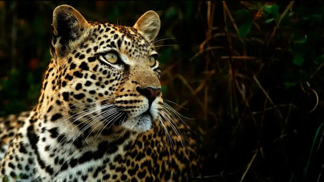 'Man-eater' leopard put up for public display at Odisha's Sambalpur zoo