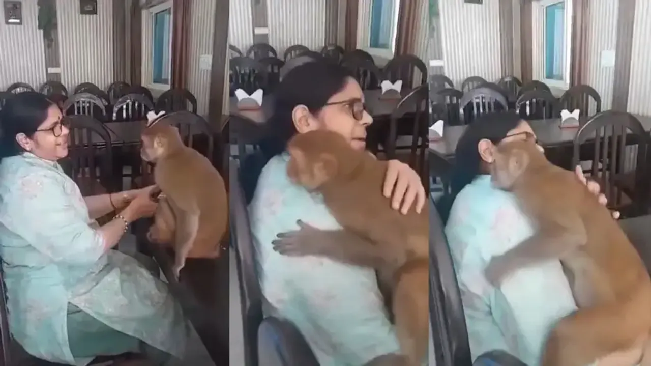 Monkey hugs random woman chanting 'Hare Ram' at restaurant, video winning internet; watch