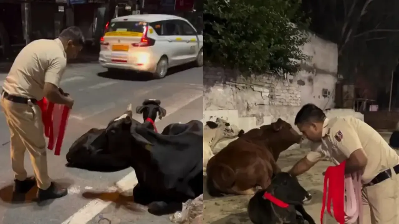 Cop ties reflective neckbands on stray cattle on roads to prevent accidents, wins hearts; watch