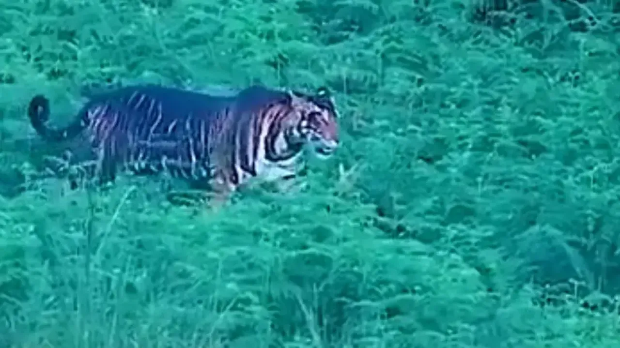 Black tiger safari to come up in Baripada soon