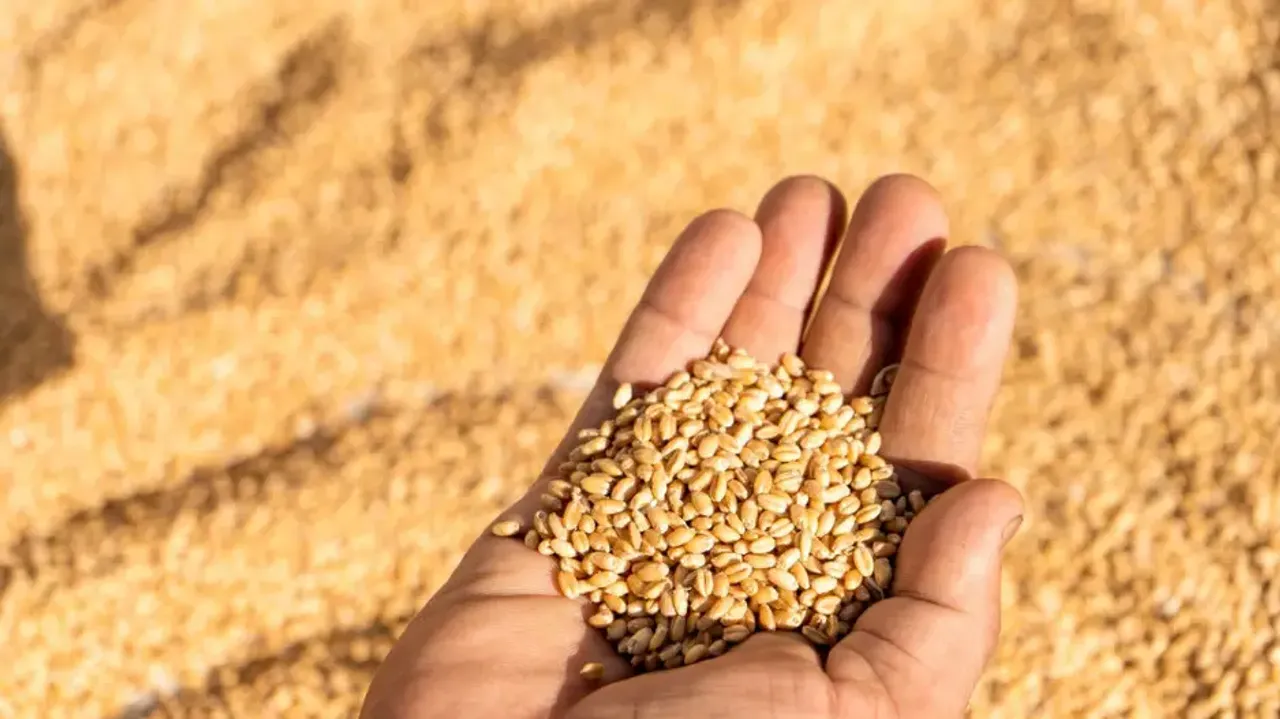 MSP for Rabi Crops 2025-26: Significant hikes announced for wheat and other items