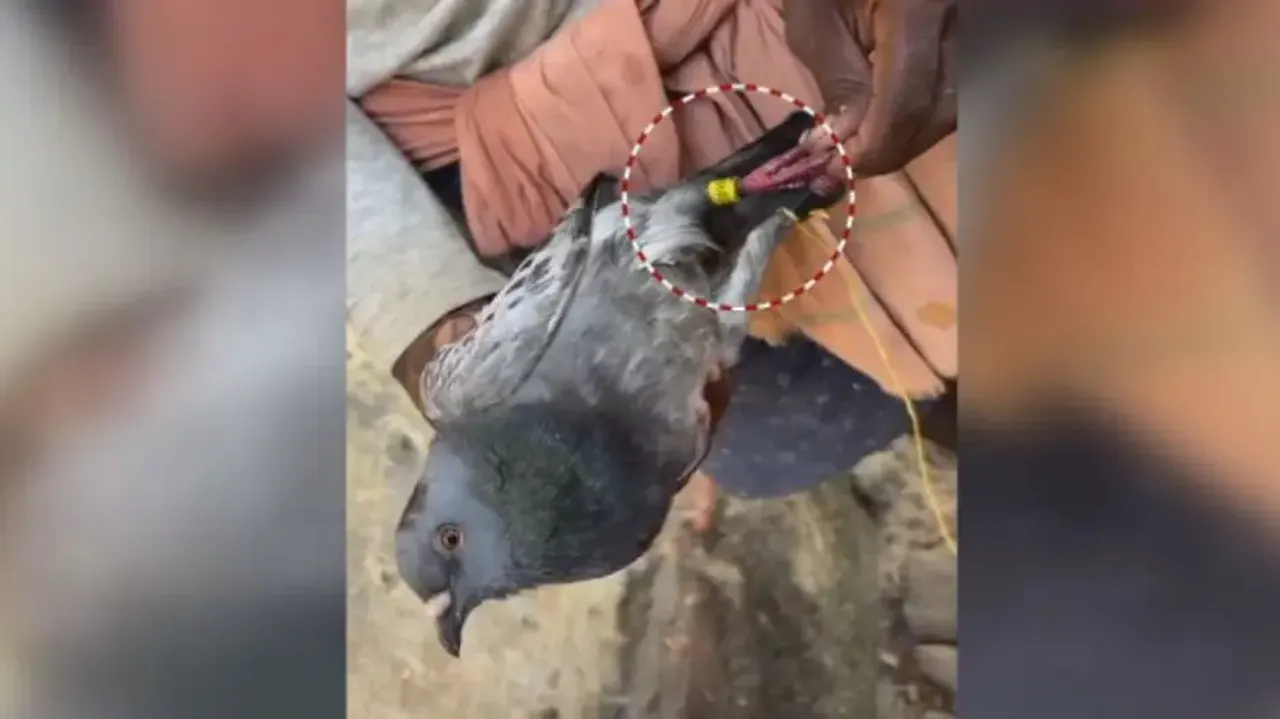 Odisha fisherman rescues ‘spy’ pigeon with number tag in Kendrapara