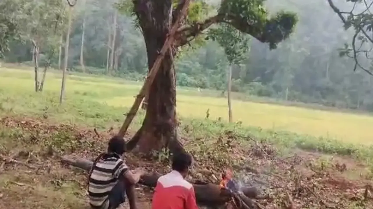 Elephant tramples farmer to death in Odisha