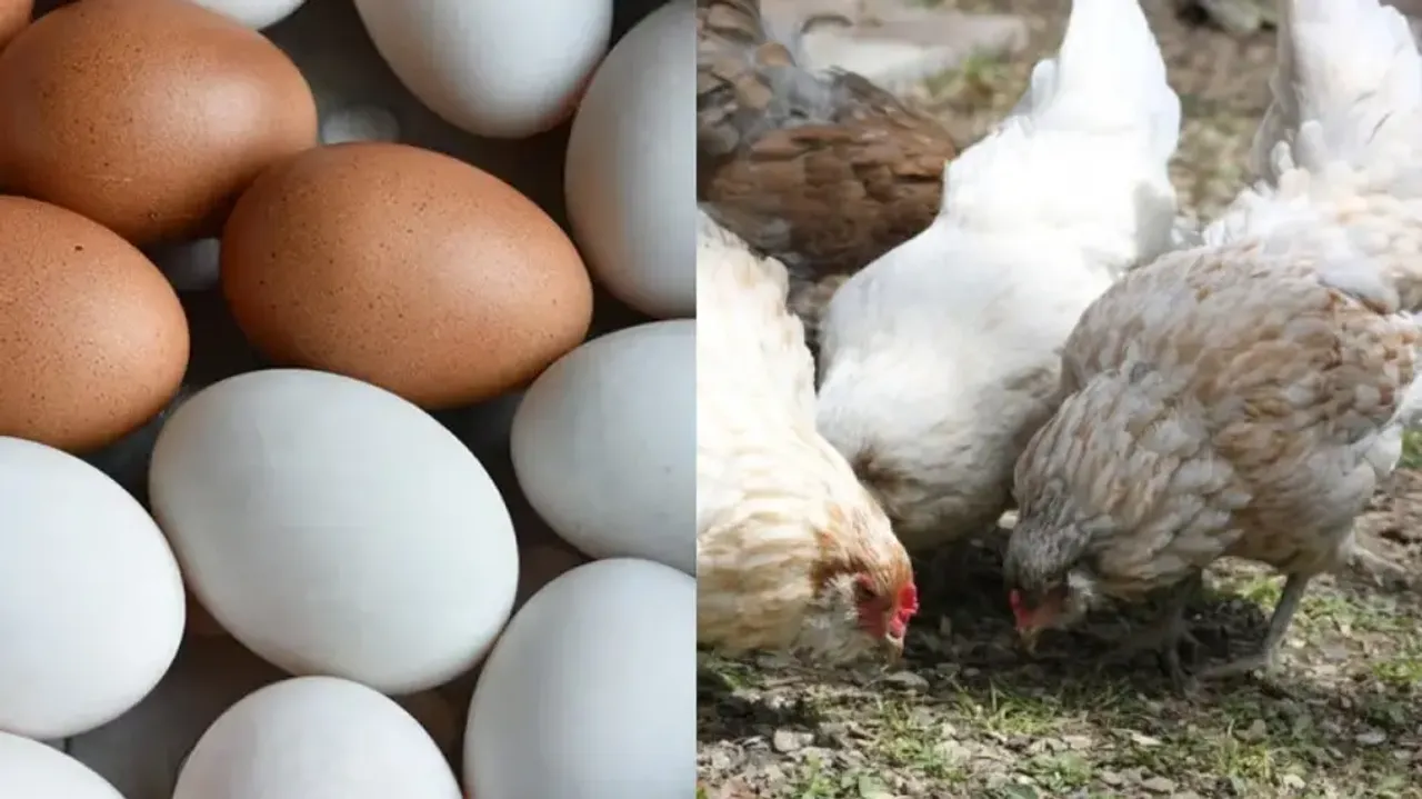 Egg or chicken, what came first? Scientists have the answer