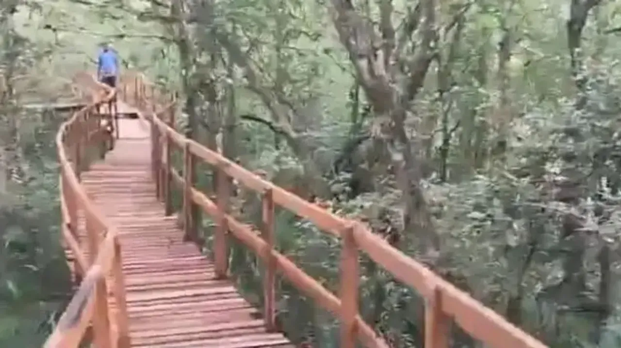 Mangrove skywalk at Bhitarkanika
