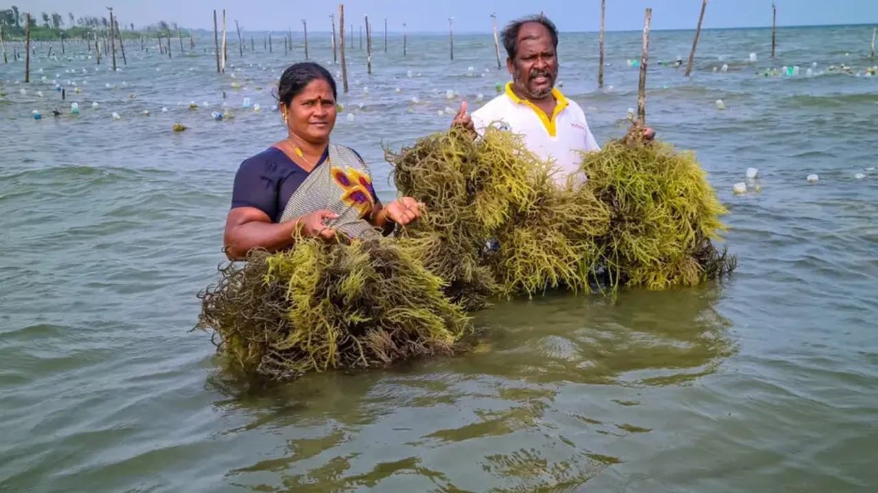 Centre notifies new norms for import of live seaweeds into country