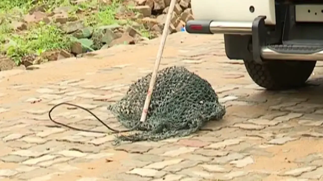 Leopard near Bhubaneswar airport