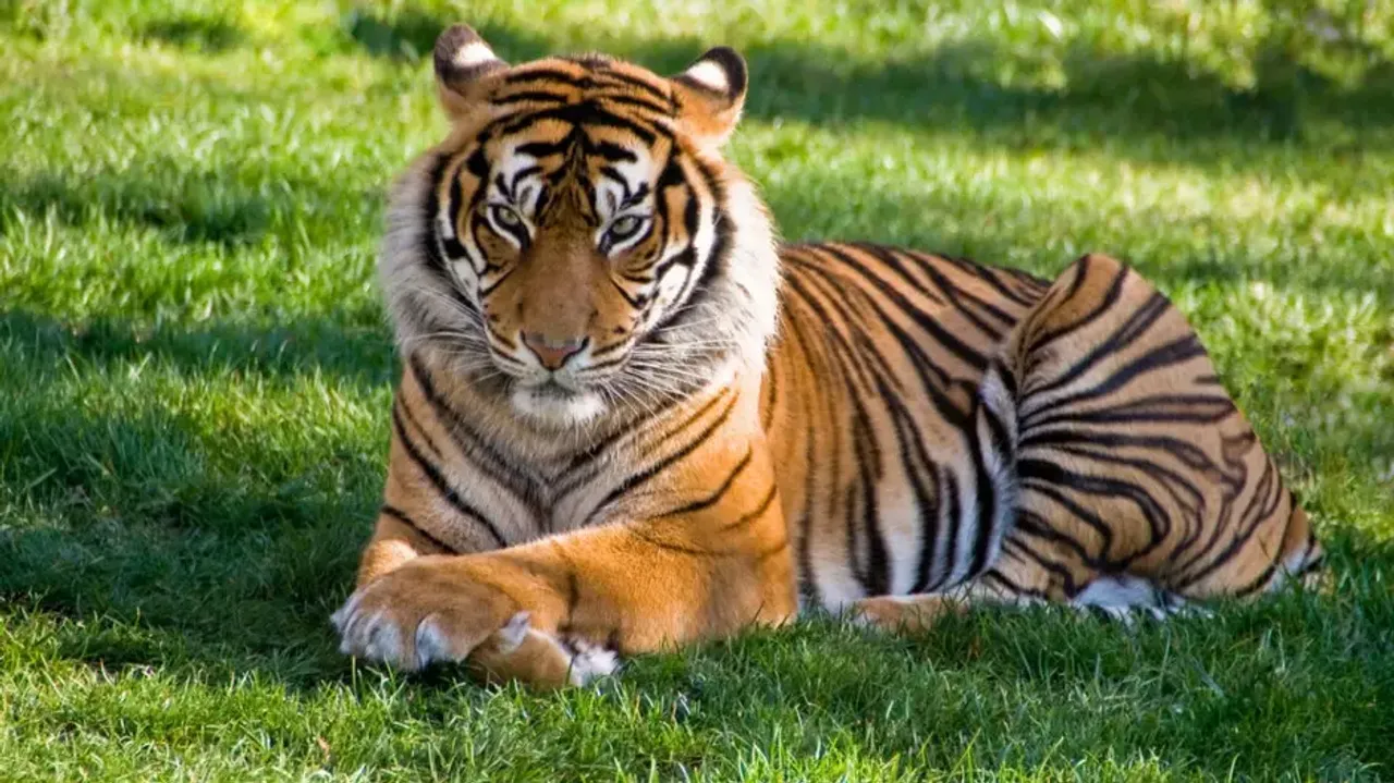 Tigress translocated from TATR in Maharashtra to Odisha reserve after Centre's nod