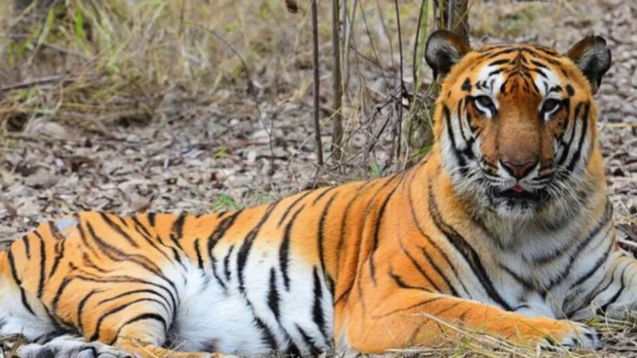 Royal Bengal Tiger 