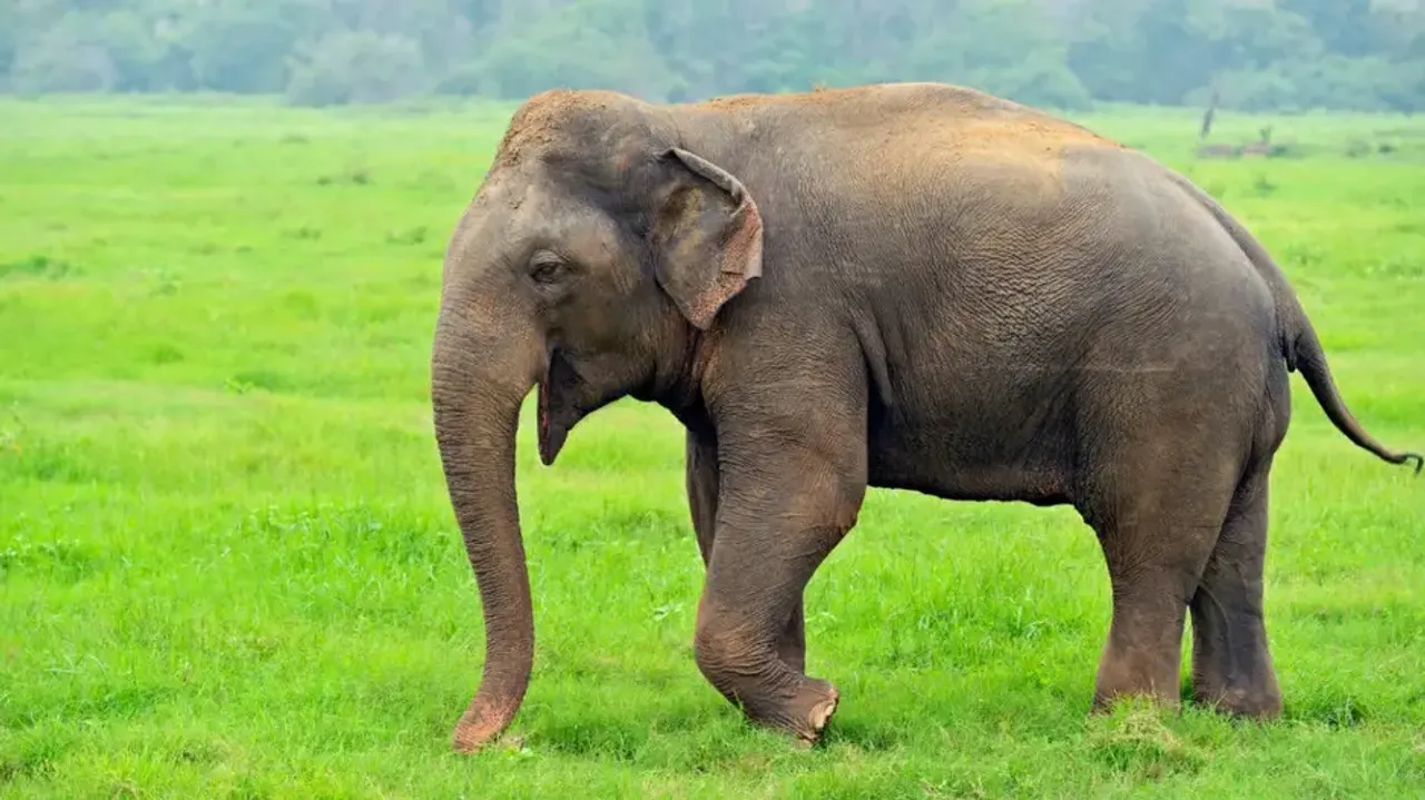 Elephant killed after being hit by goods train in Odisha