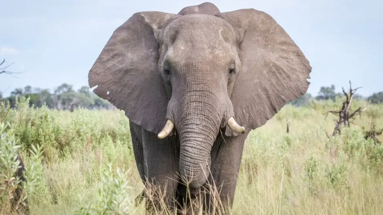 Odisha begins probe into unnatural death of nearly 50 jumbos in 7 months