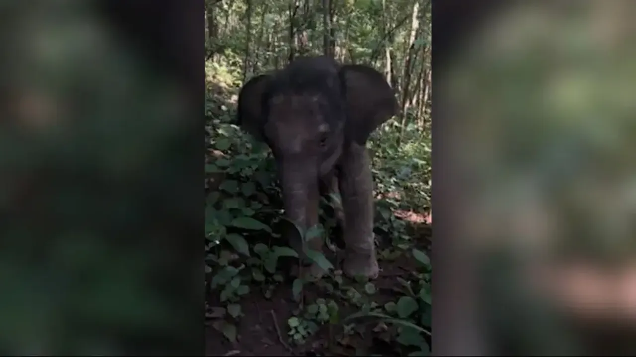 3-month-old baby elephant abandoned by herd in Keonjhar