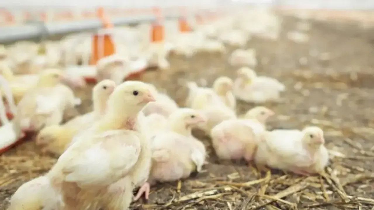 Poultry farming