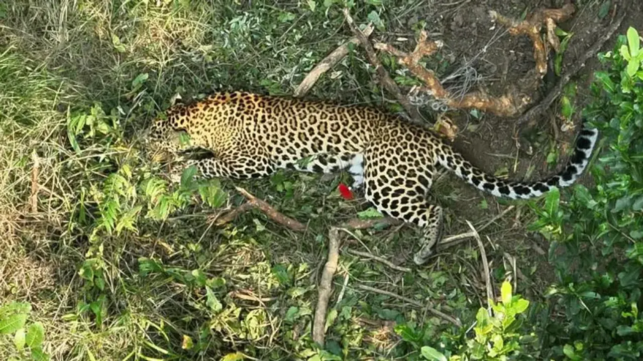 Leopard caught in trap laid for boar rescued after 10-hour-long operation in Odisha 