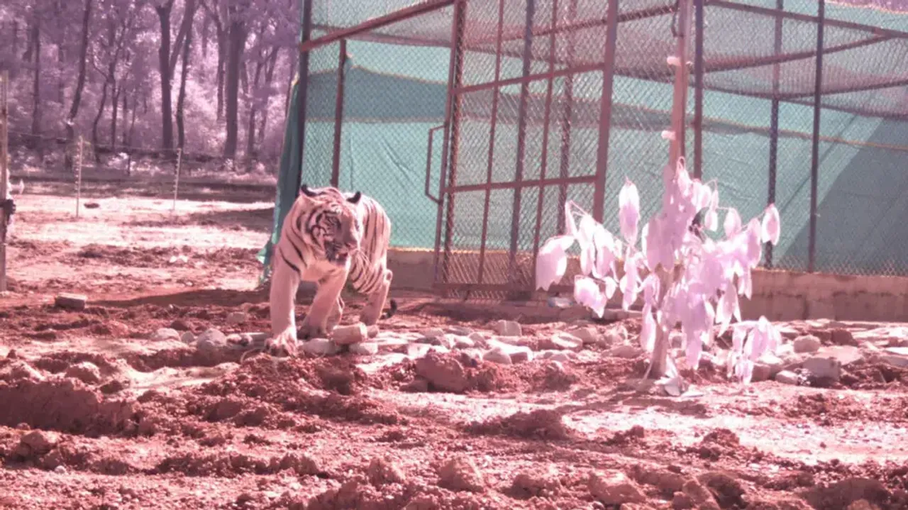 Tigress Jamuna brought from Maharashtra released into wilds of Similipal
