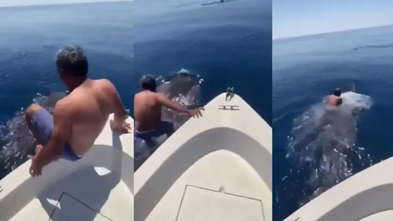 SCARY! Man hops on Whale Shark for a free ride, watch