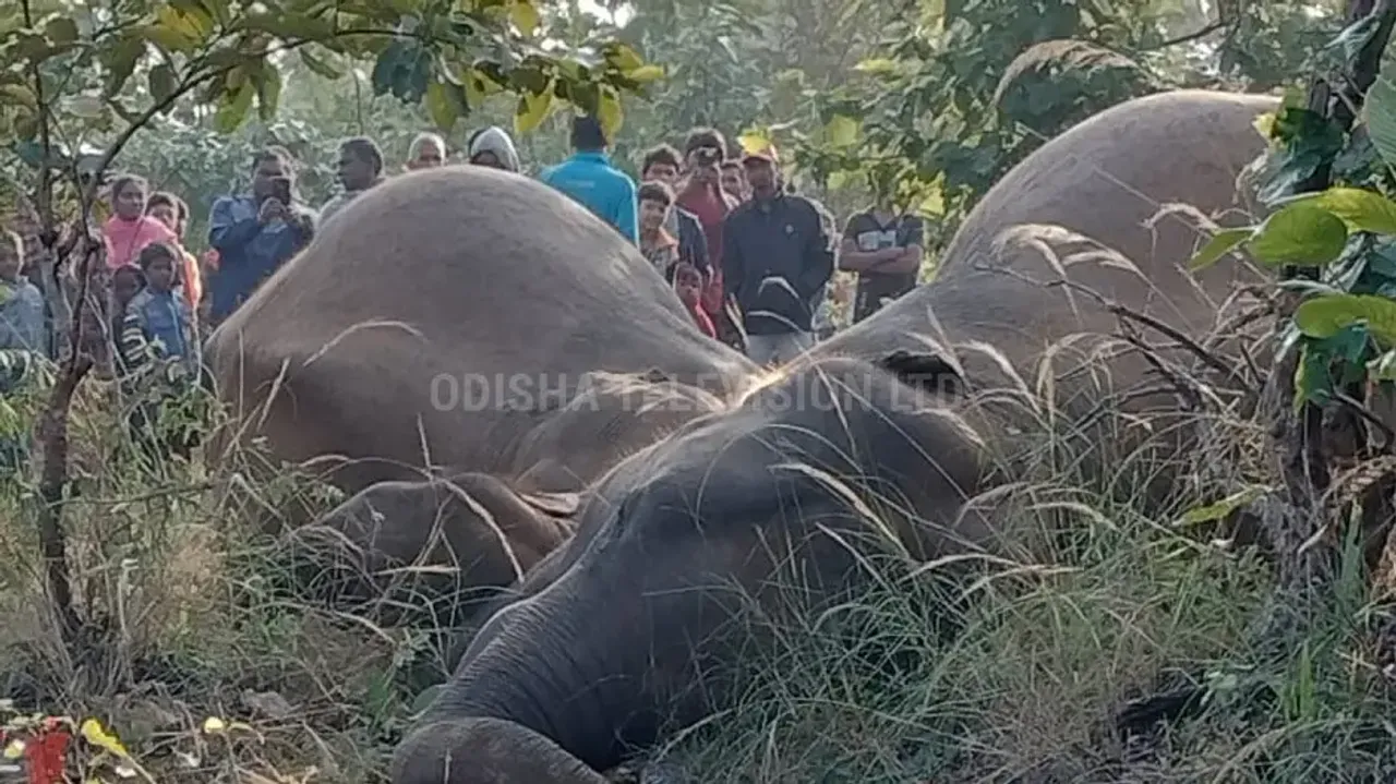 Three elephants killed after falling in electric trap laid for boars in Odisha