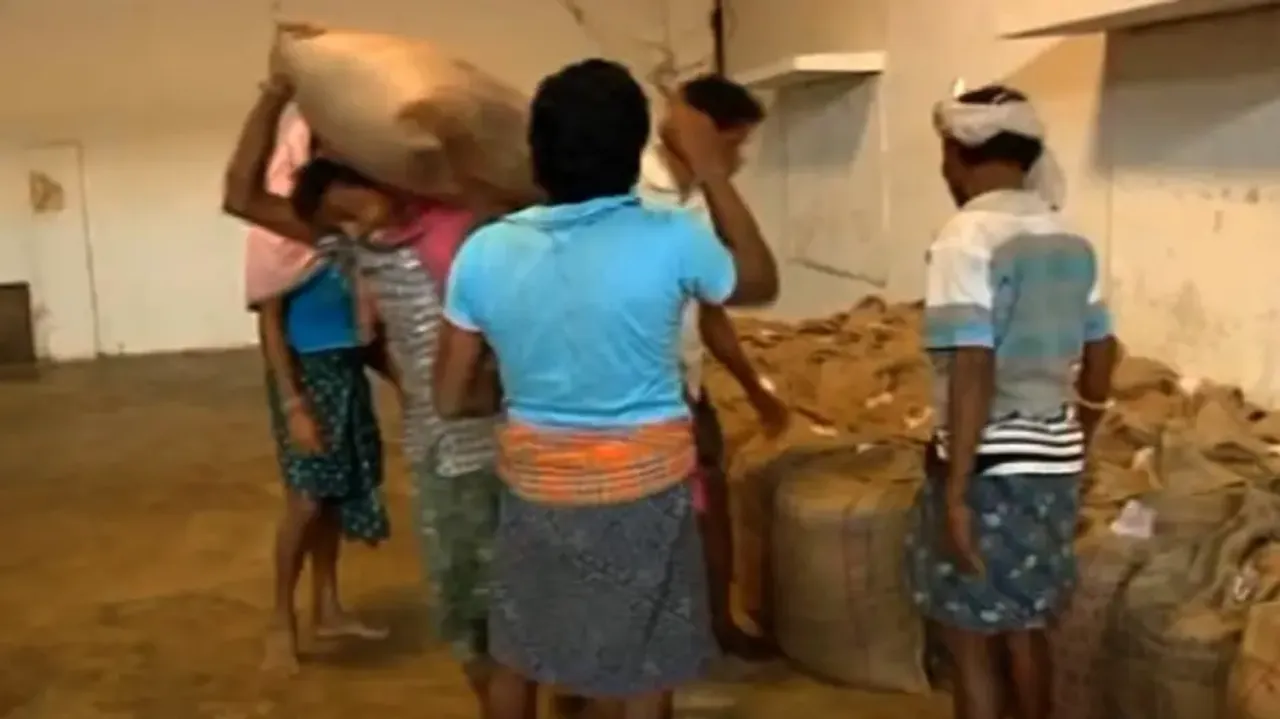 Paddy procurement to begin in Odisha tomorrow; stern action against ‘Dalals’