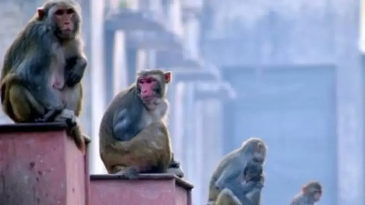 Over 100 monkeys die of toxic chemical, buried in pit to hide carnage in UP