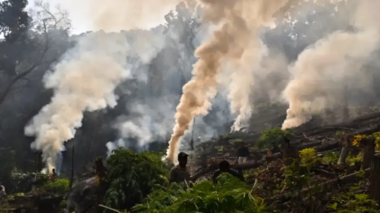 'Green Clean Mission': 3500 kg ganja seized, 80 persons arrested so far in Odisha