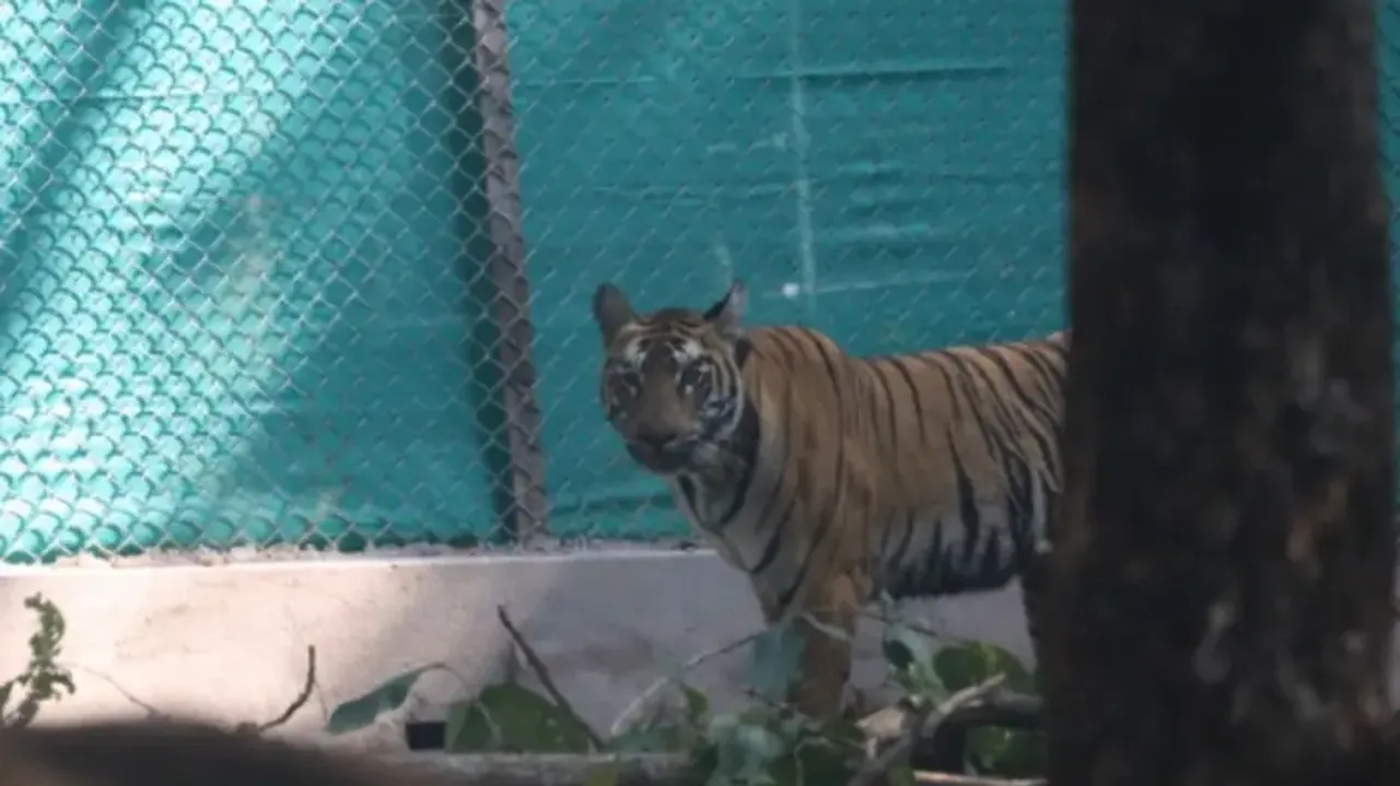Tigress Zeenat released into Odisha's Similipal Tiger Reserve